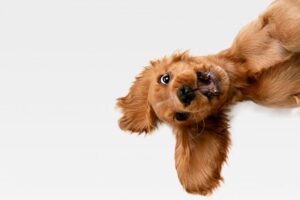 Dog with its mouth open. 